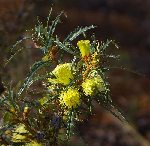 Banksia acanthopoda